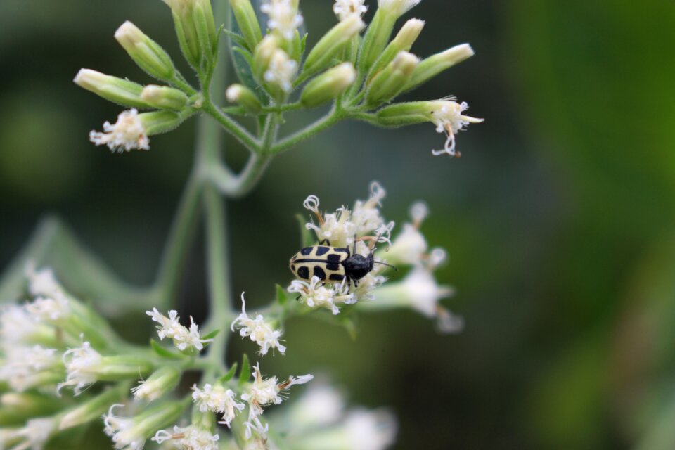 Insects ladybug flower
