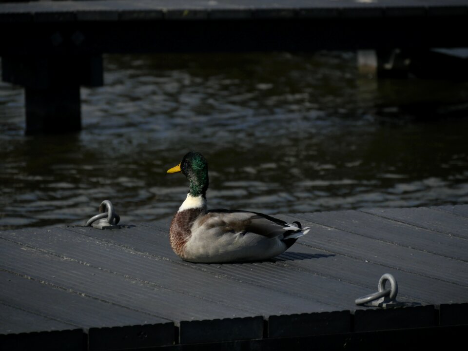 Water bird animal poultry