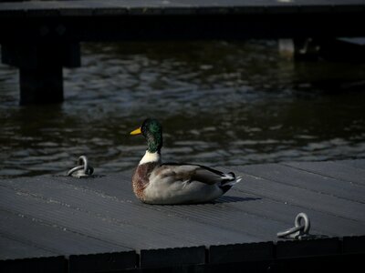 Water bird animal poultry