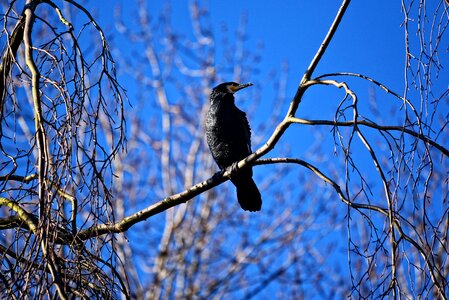 Seabird phalacrocorax carbo bird of prey photo