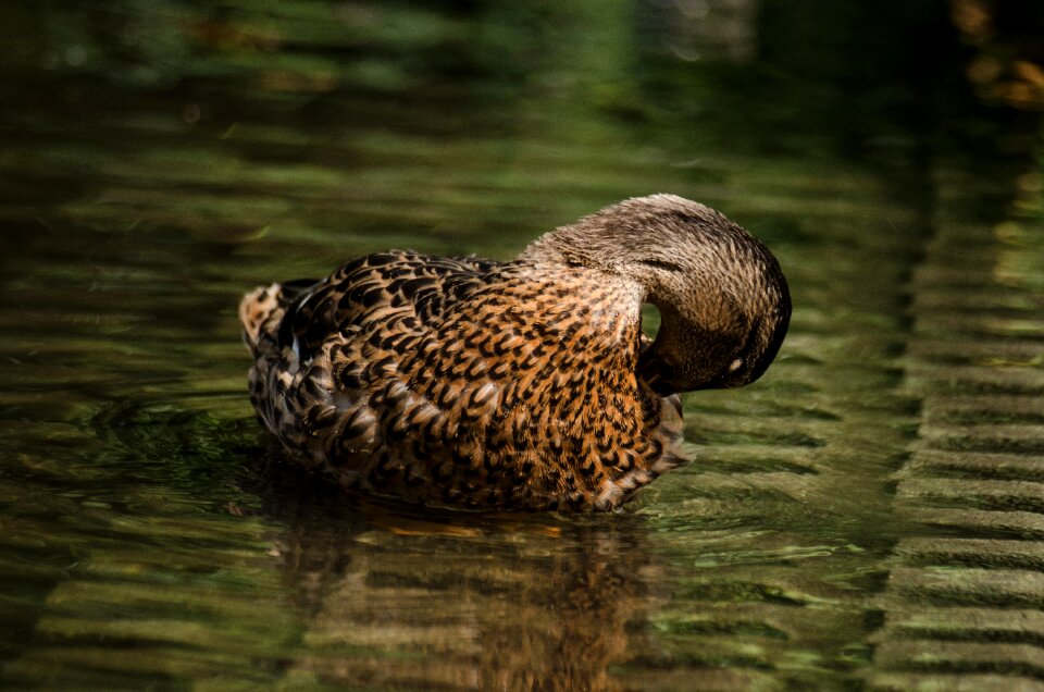 Animal water bird city park