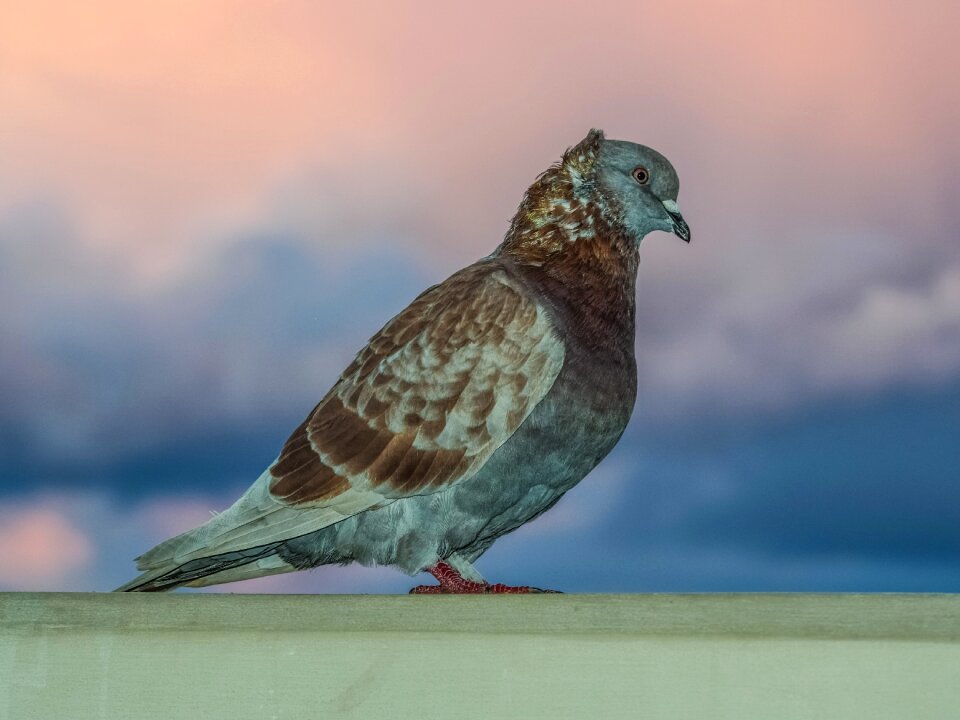 Animal outdoors fauna