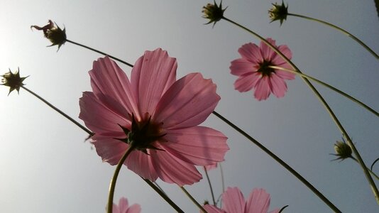 Flower translucent gray focus