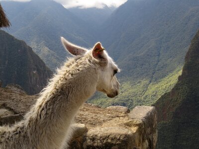 Machu picchu peru wink photo