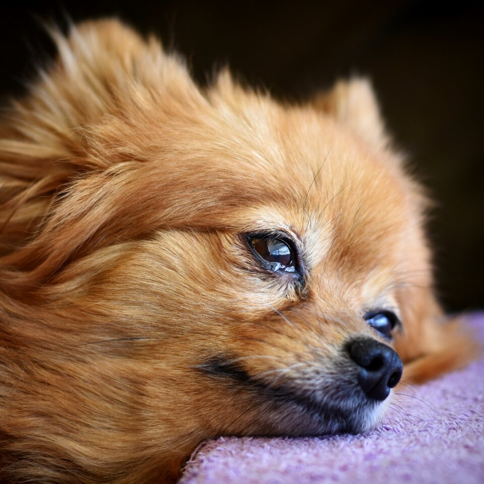 Puppy animal brown puppy