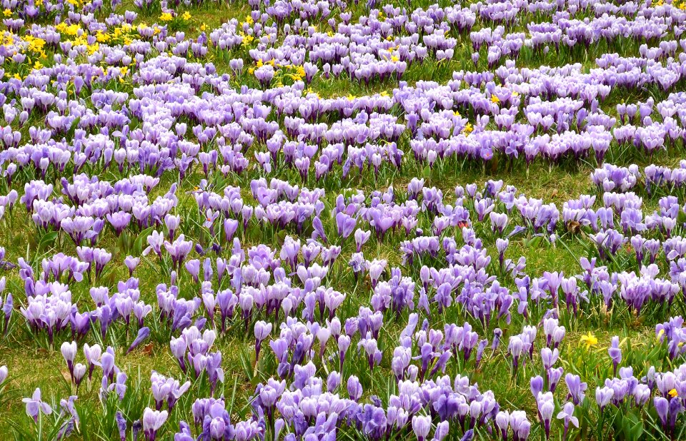 Flowering spring flower