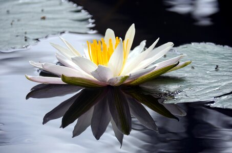 Aquatic plant water lily aquatic flower