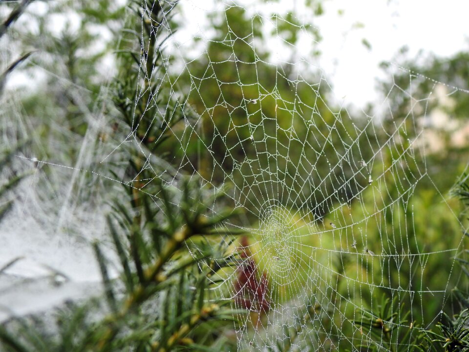 Canvas spider insect