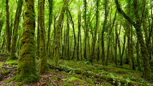 Forest tree nature