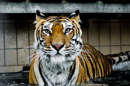 Big cat eyes siberian tiger