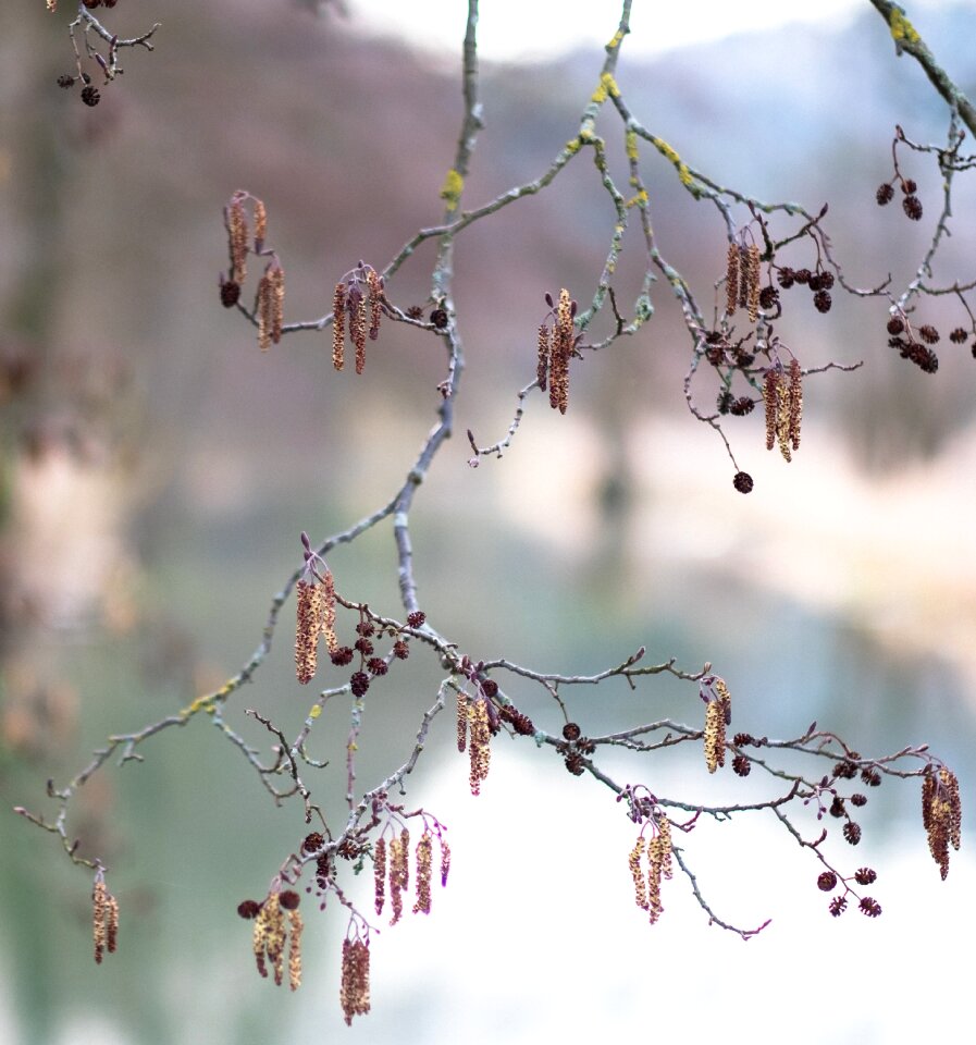 Winter frost plant