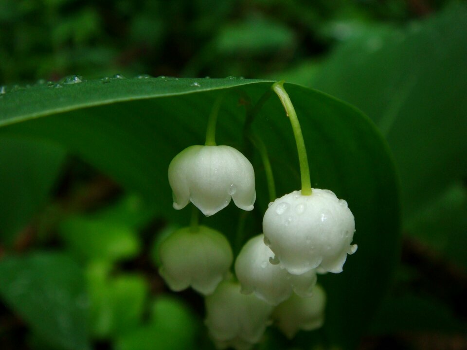 Flower lily of the valley may-lily