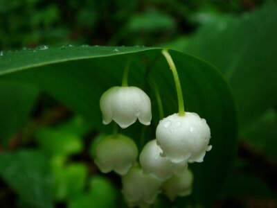 Flower lily of the valley may-lily