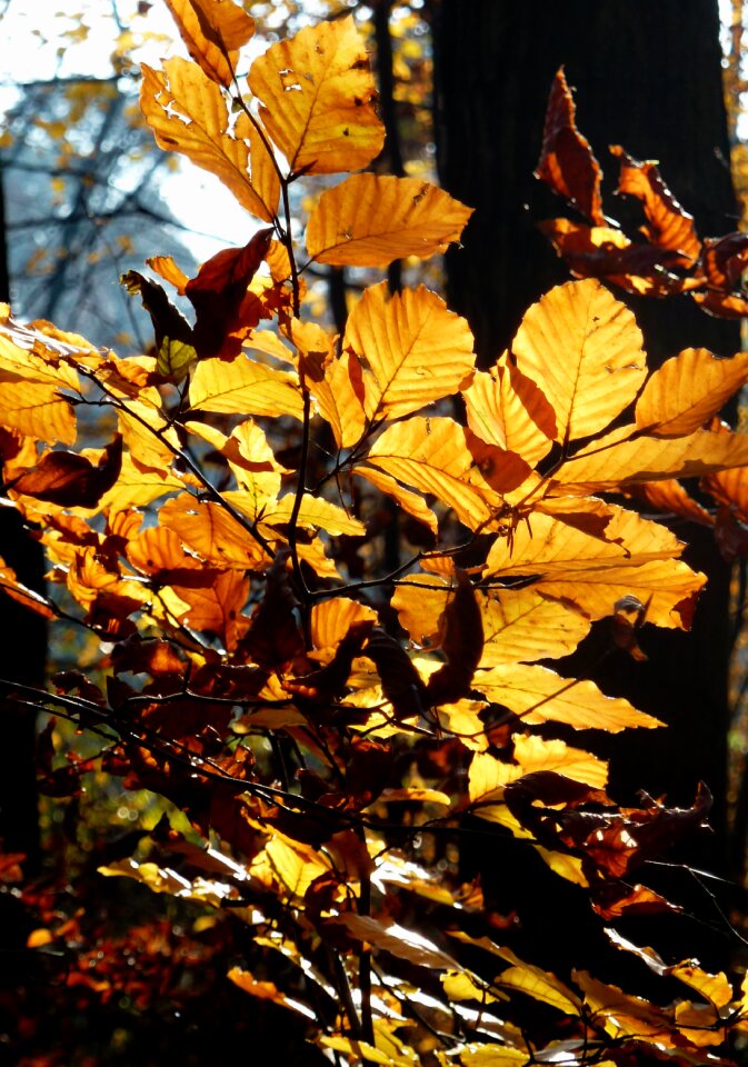 Fall leaves trees forest photo