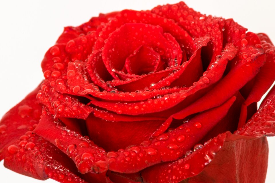 Plant red flower red rose
