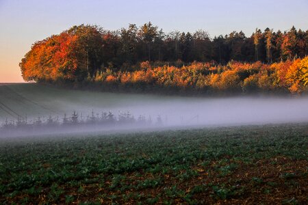 Critter fog autumn colors photo