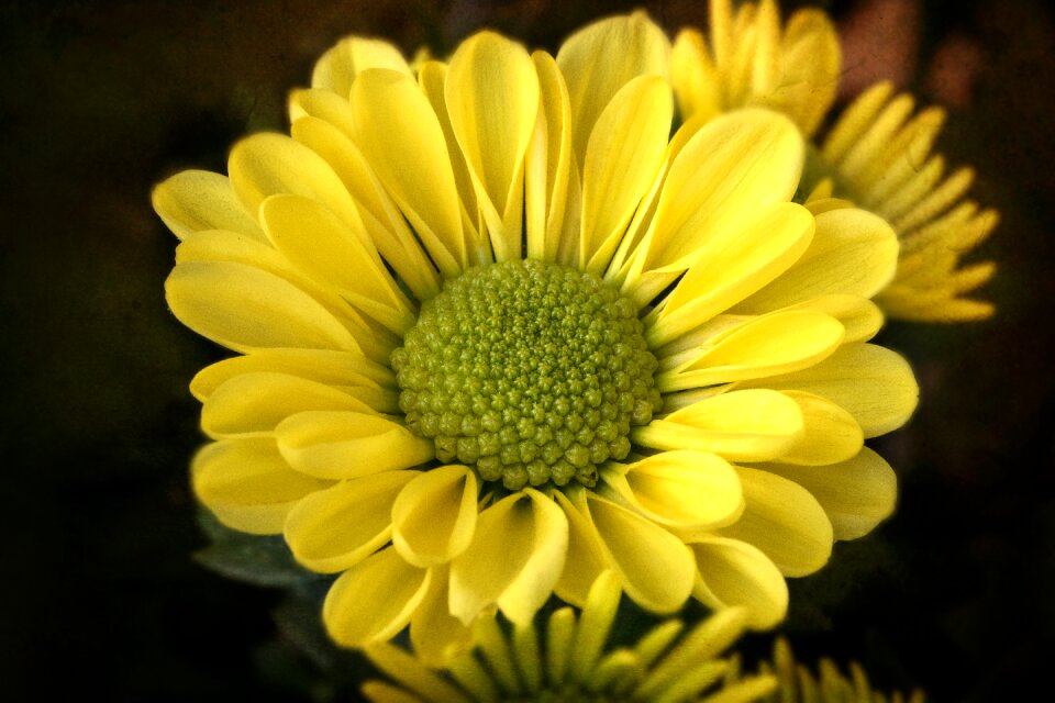 Macro chrysanthemum blossom