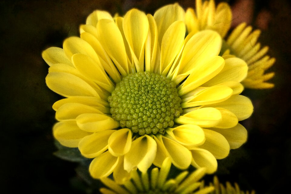 Macro chrysanthemum blossom photo