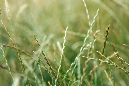 Meadow nature summer photo