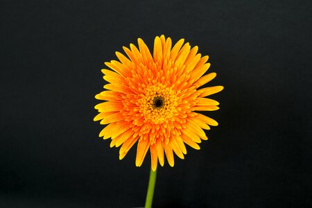 Bright color flower head