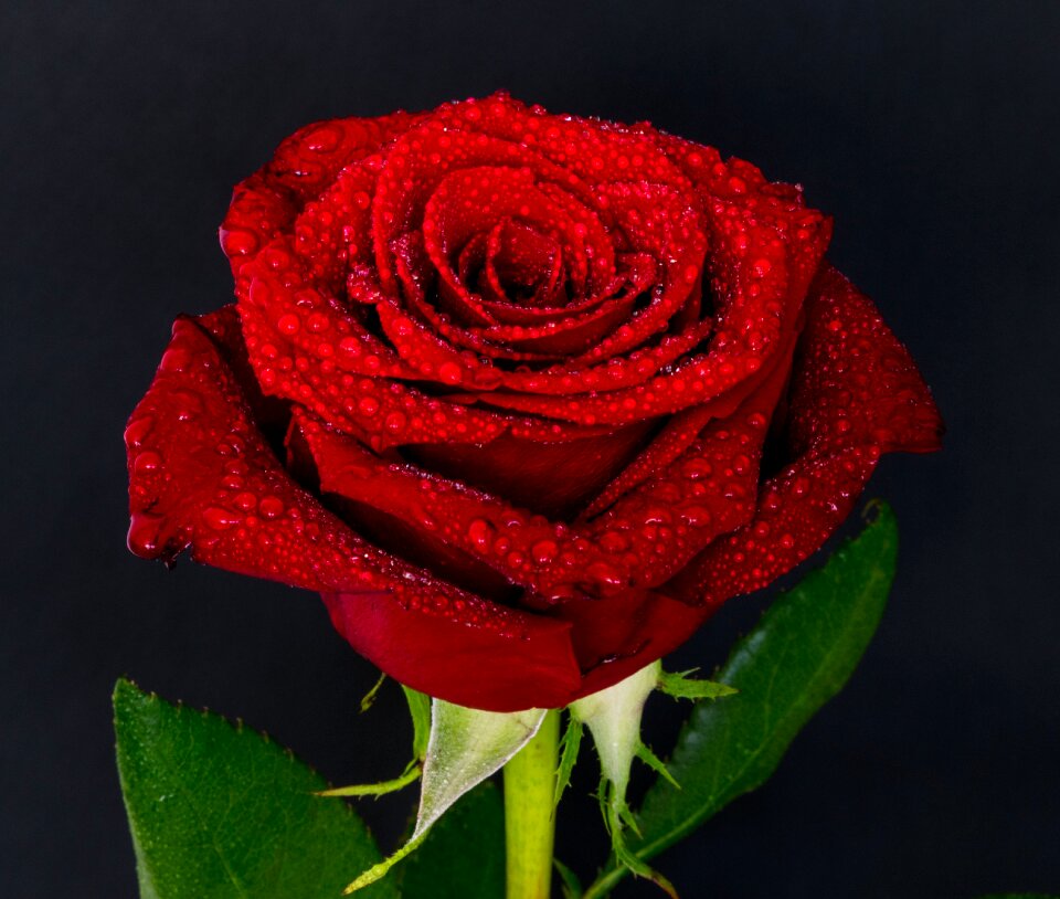Rose flower petal