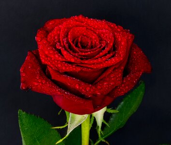 Rose flower petal