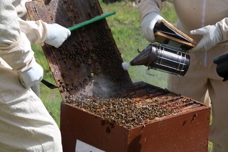 Hive bees smoker photo