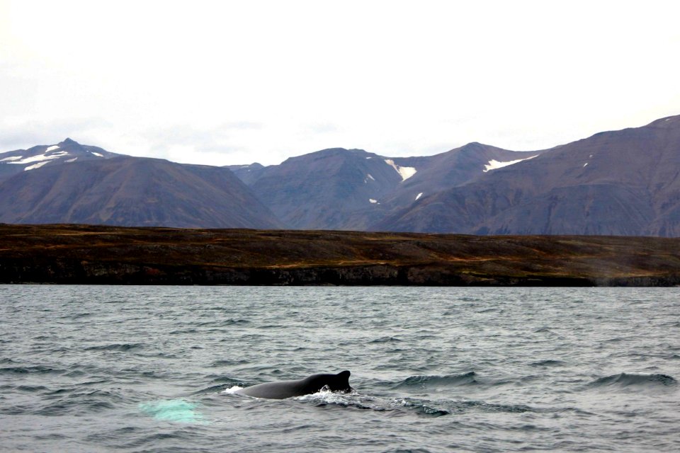 30 Raid nautique baleines (58)