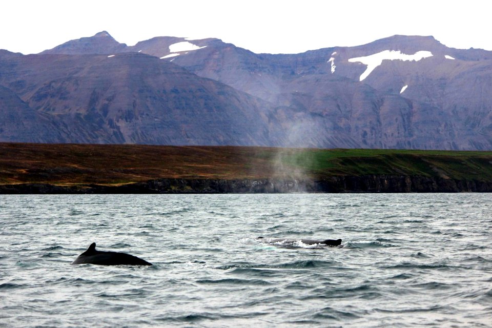 30 Raid nautique baleines (54)