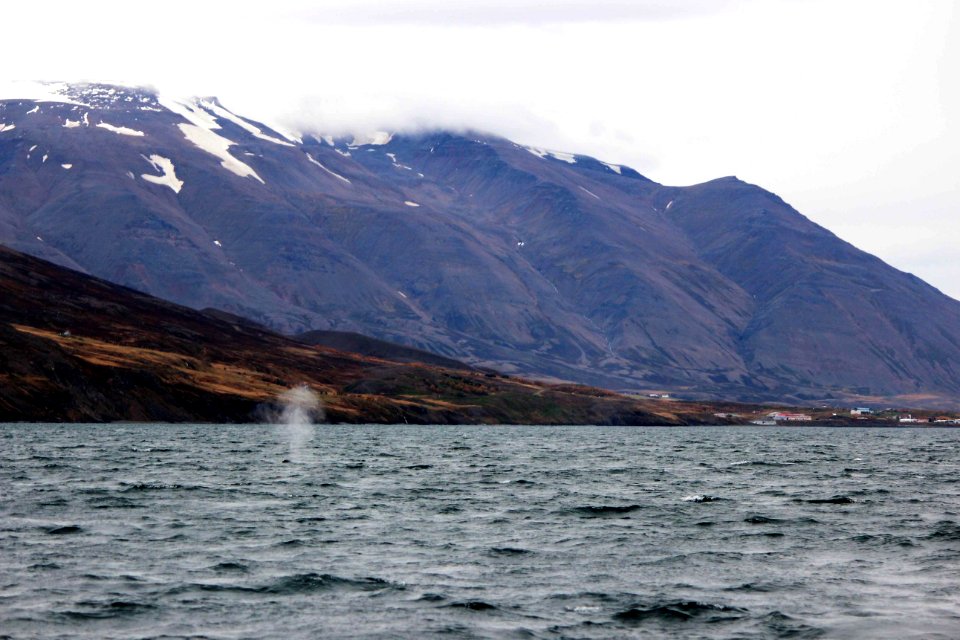 30 Raid nautique baleines (46)