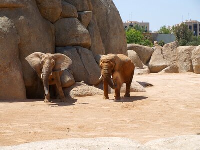 Elephants elephant valencia bioparc