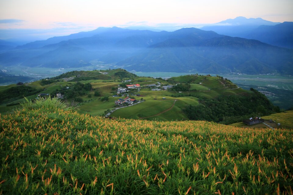 Little switzerland flower sea of flowers