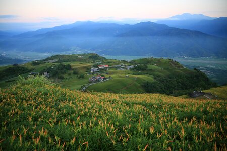 Little switzerland flower sea of flowers