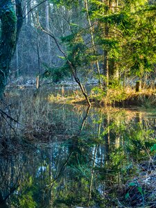 River pool marsh