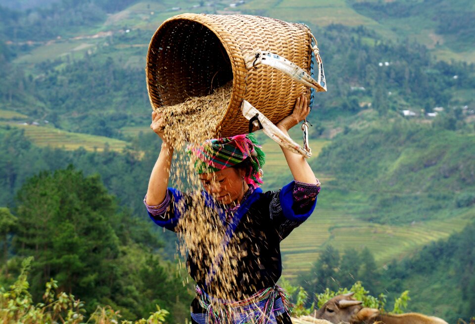 Nation life vietnam