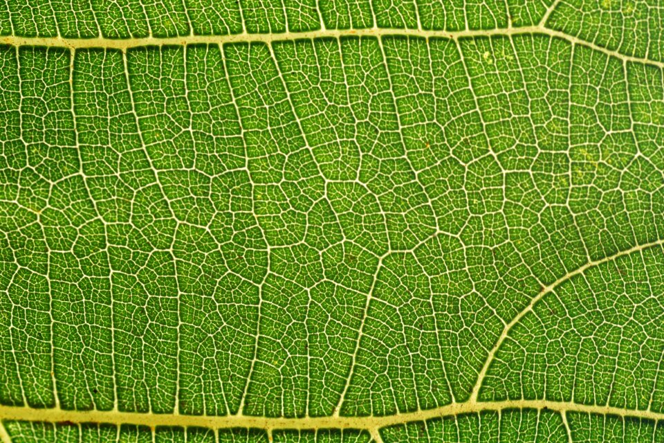 Background leaf veins veins