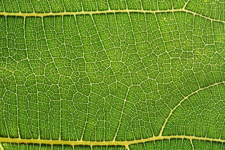 Background leaf veins veins photo