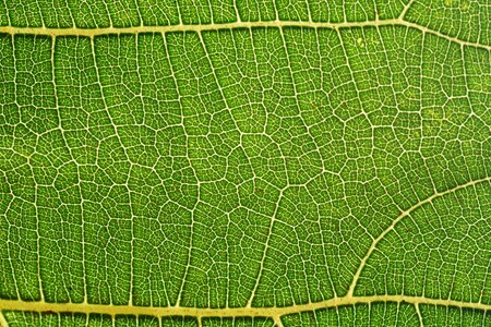 Background leaf veins veins