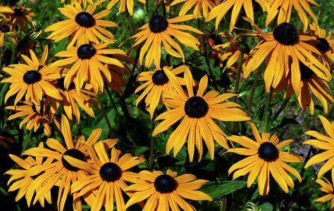 Rudbeckia composites asteraceae photo