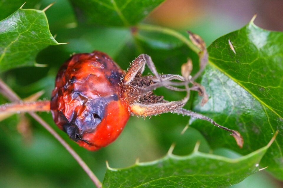 Growth fruit nature