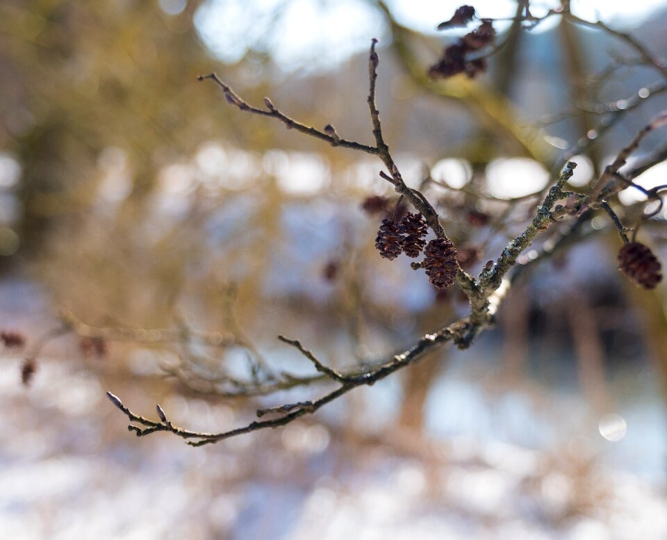 Season bud frost