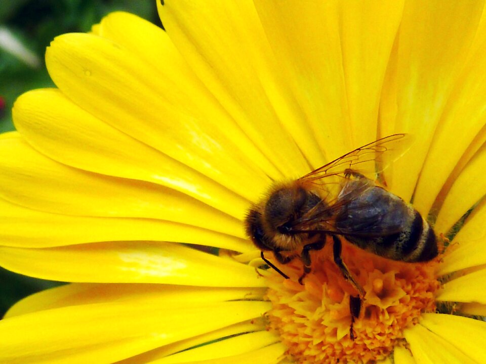 Flower bee close up