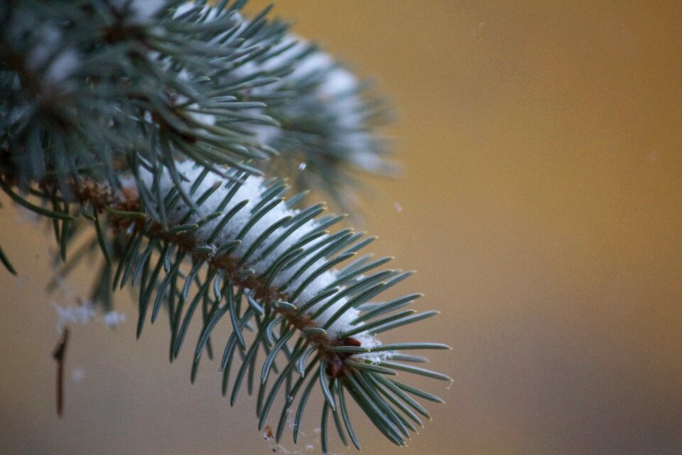 Needle conifer nature