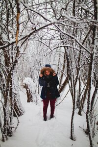 Snow winter trees photo