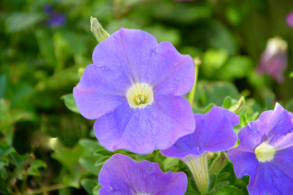 Violet purple flower plants flowering photo