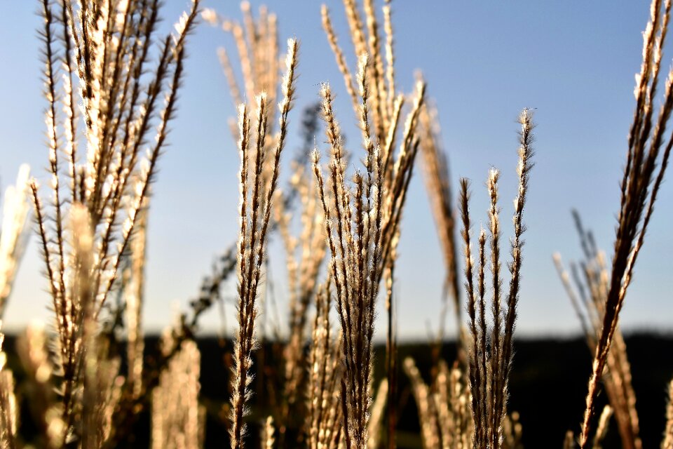 Nature plant blade of grass