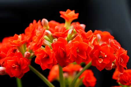 Petal floral garden