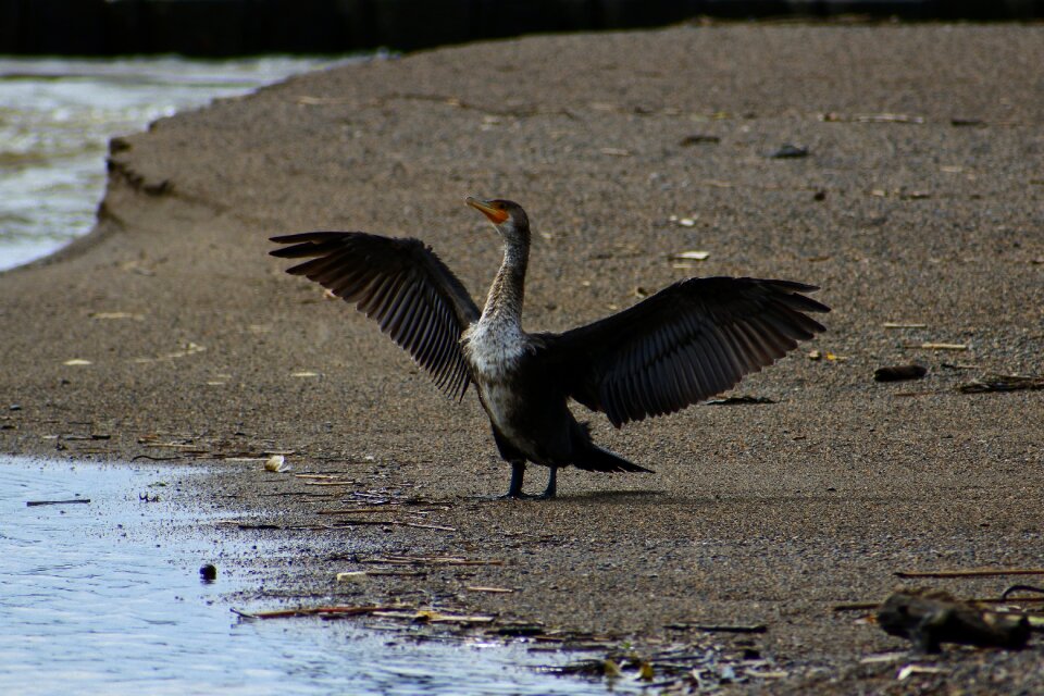 Waterside beach wild birds