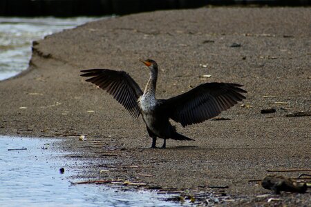 Waterside beach wild birds