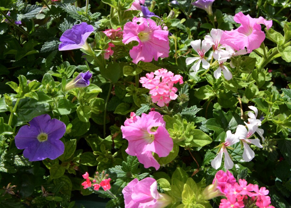 Jardiniere plant green
